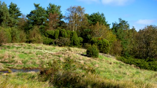 The overgrown Lyse petroglyph area 4
