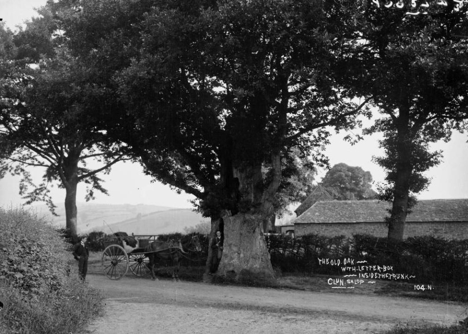 The old oak with letter-box inside the trunk Clun Salop (1293730)