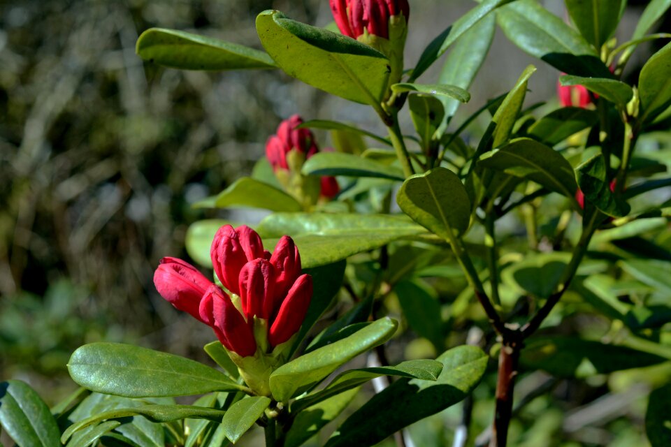 Blossom bloom flowers