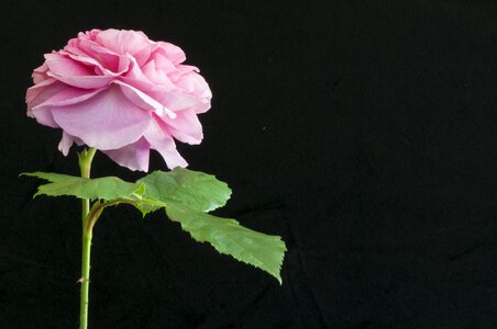 Pink rose flower photo