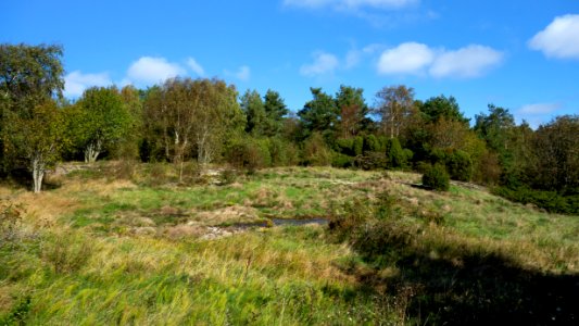 The overgrown Lyse petroglyph area 3