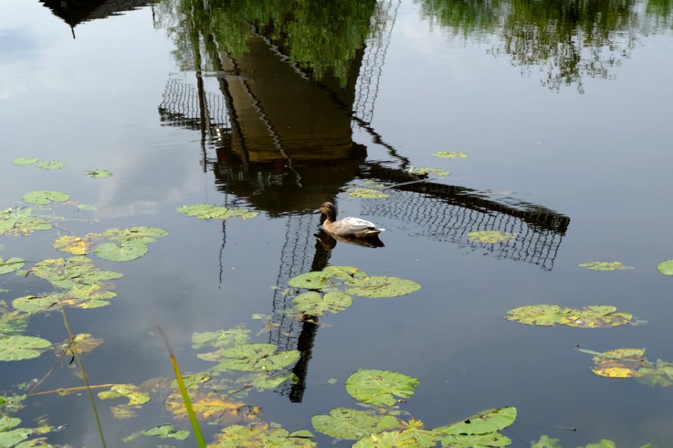 The Mill The Duck (228164617)