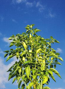 Sharpness sharp pods