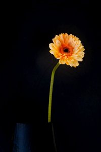 The Others Have Left Me (222925613)