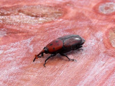 Morrut of them palmeres weevil beetle plague