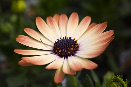 Perfect colors white