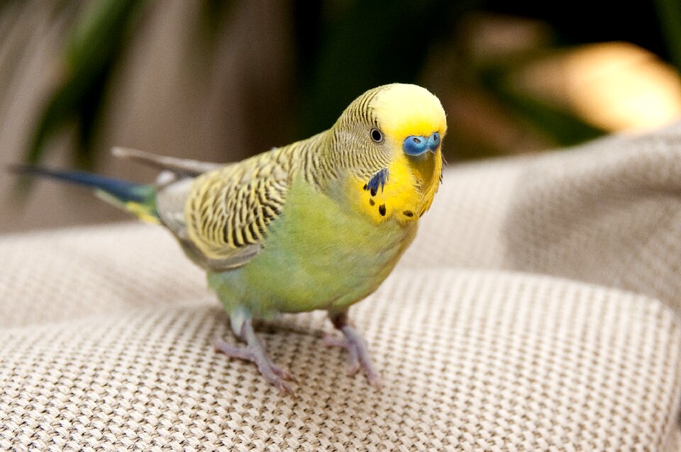 Picture birdwatching flight