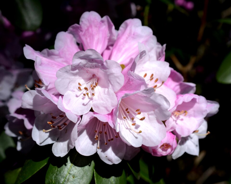Plant pink rhododendron flowering shrub