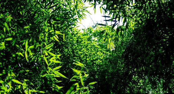 The Jungle (212983041)