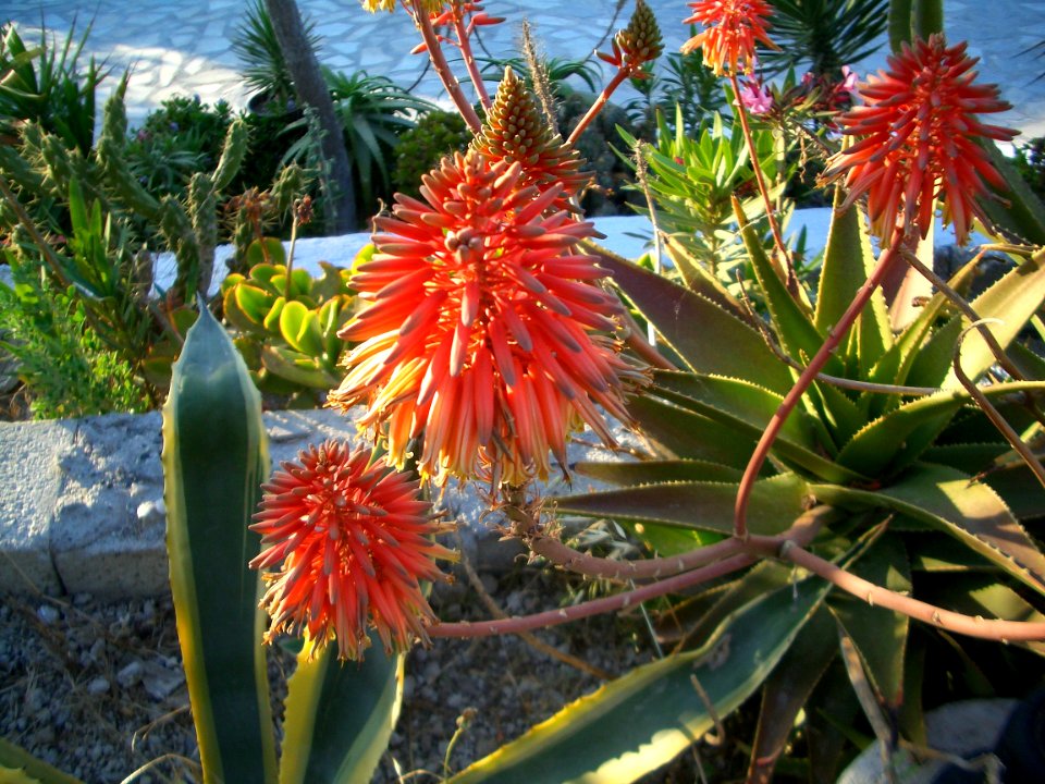 The flowers from Flower Hotel in Ioa