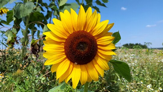 Yellow flowers blossom