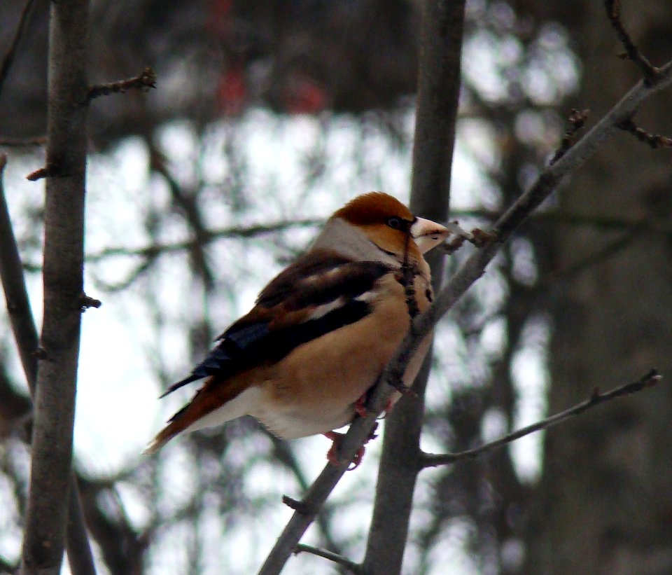 The Hawfinch in January thaw of 2014. Nizhny Novgorod, Russia