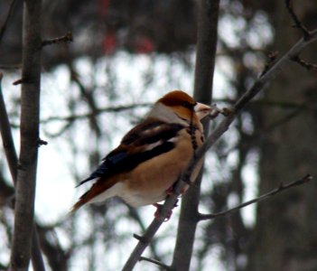 The Hawfinch in January thaw of 2014. Nizhny Novgorod, Russia