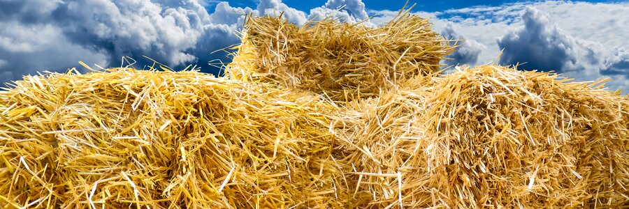 Flyers field harvest