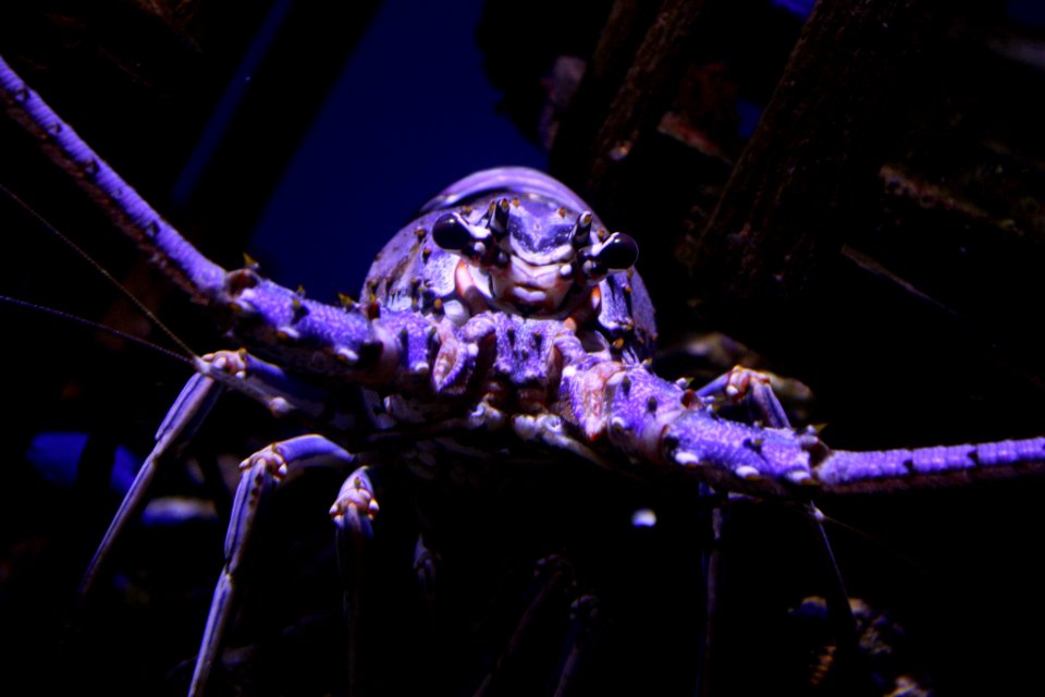 The Monster Of The Deep (161631543)