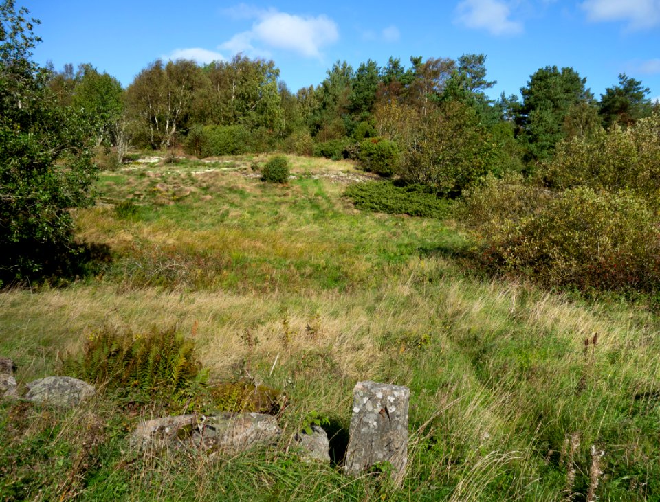 The overgrown Lyse petroglyph area 1