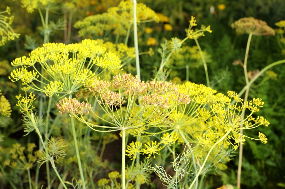 Plant culinary herbs garden