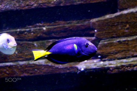 The Finding Nemo Fish In An Aquarium (221608929)