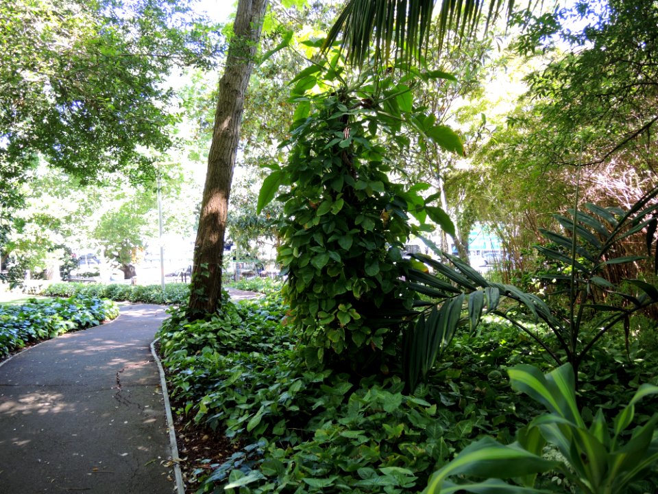The Gardens at Bishops See (Bishop's House, Perth) 06 (E37@OpenHousePerth2014)
