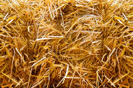 Agriculture close up straw role