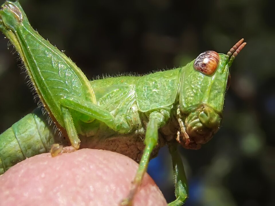 Insect wildlife macro