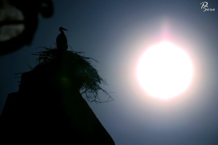 The Evening Stork From Morocco 3 (232936891)