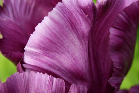 Purple spring colorful photo