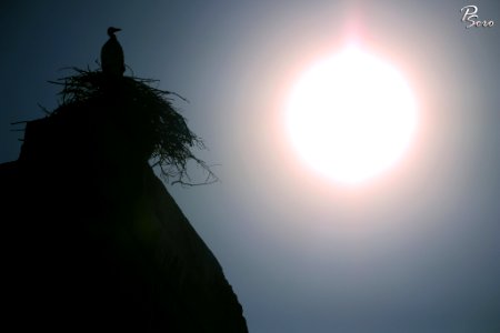 The Evening Stork From Morocco 2 (232936843)