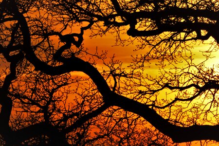 Sunset branch tribe
