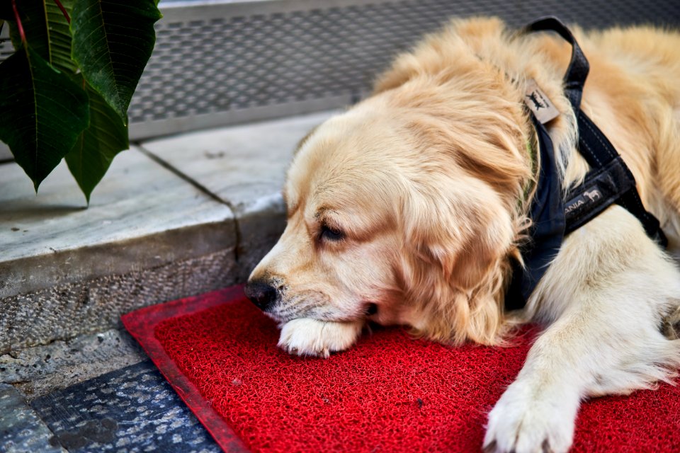 The Golden Retriever Ringo on November 27, 2019