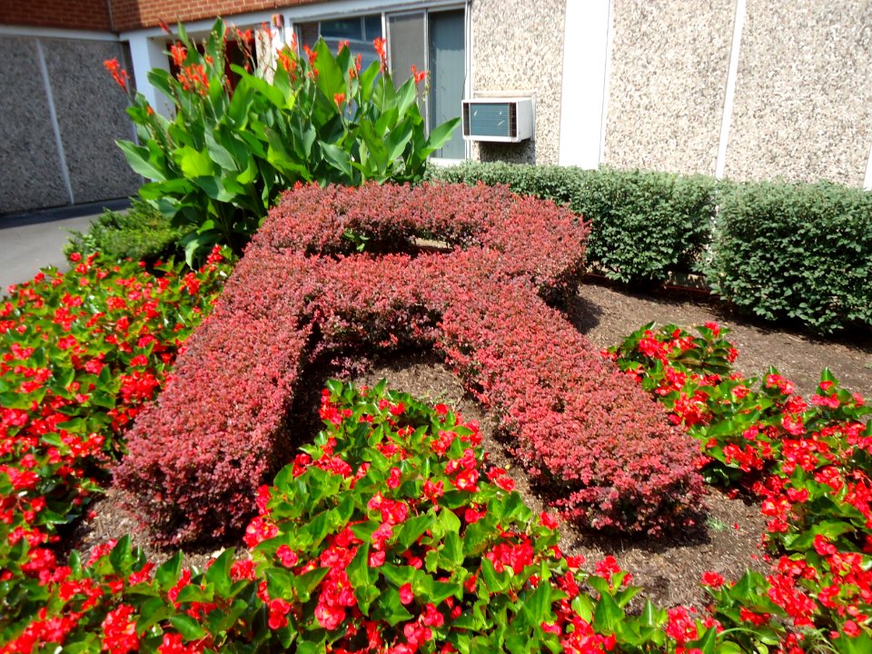 The letter R spelled out in a hedge at Rutgers University