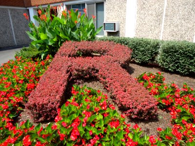 The letter R spelled out in a hedge at Rutgers University photo