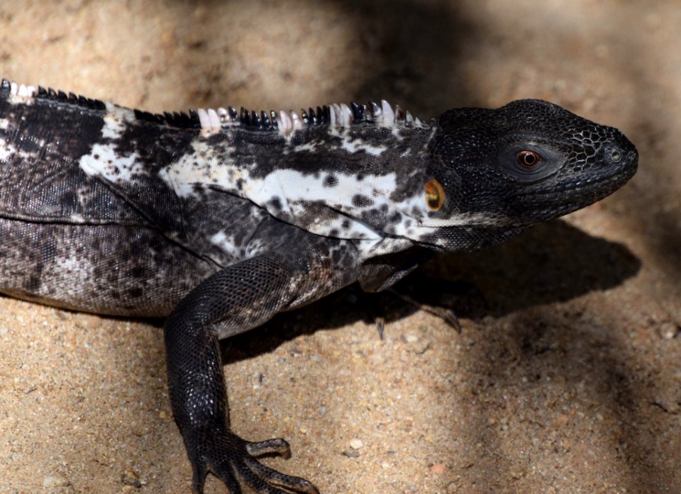 The Iguana S Eye (236474009)