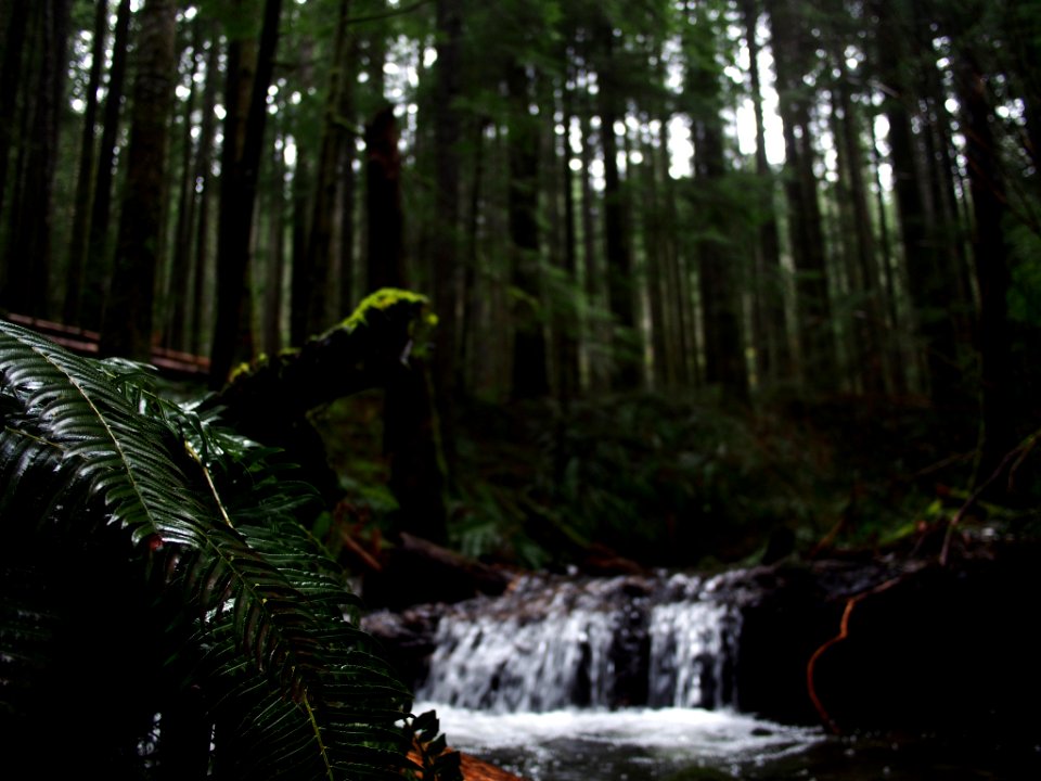 The Fern And The Stream (205443625)