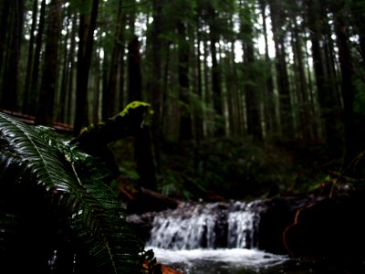 The Fern And The Stream (205443625)