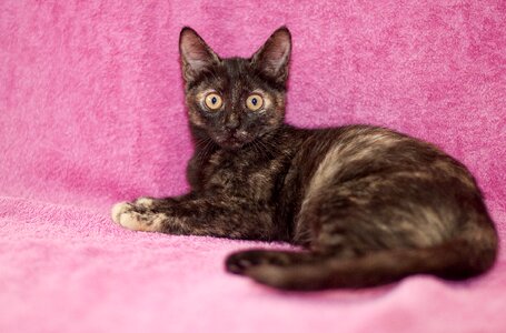 Pet domestic cute cat