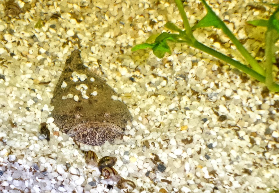 Thalassophryne amazonica - Peru-Krötenfisch(2)