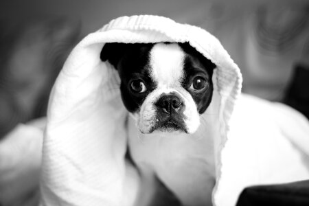 Pet gray dog gray animals
