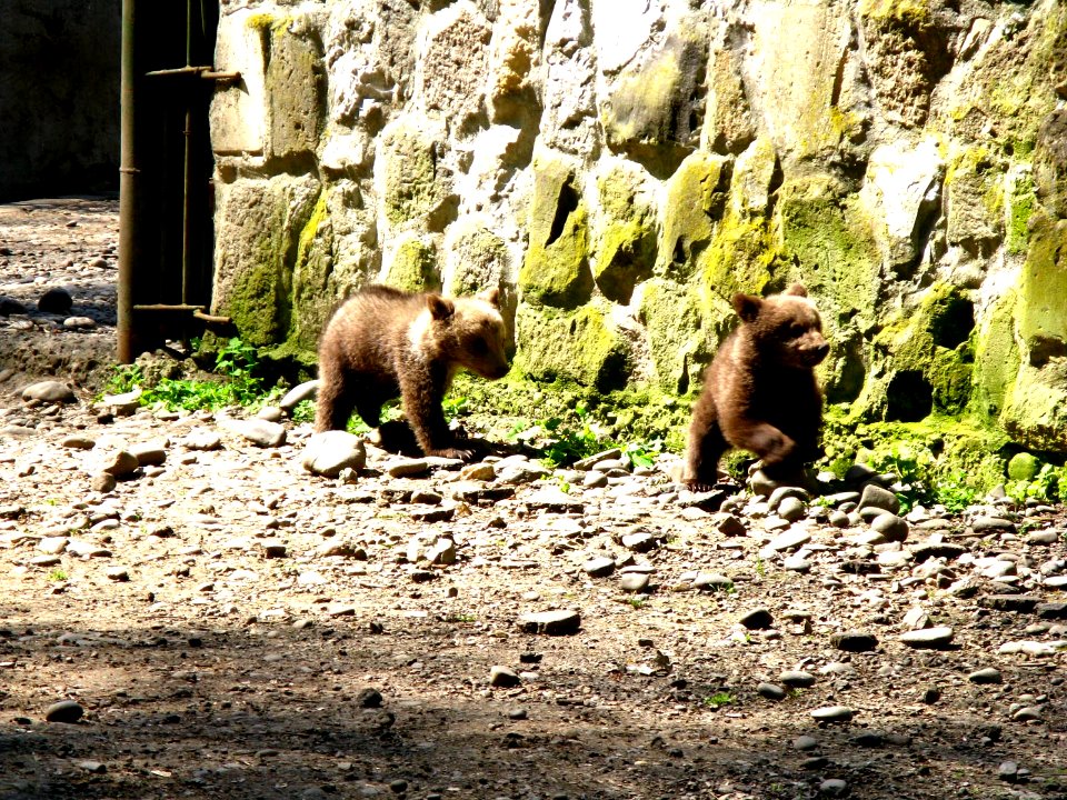TgMuresZoo06