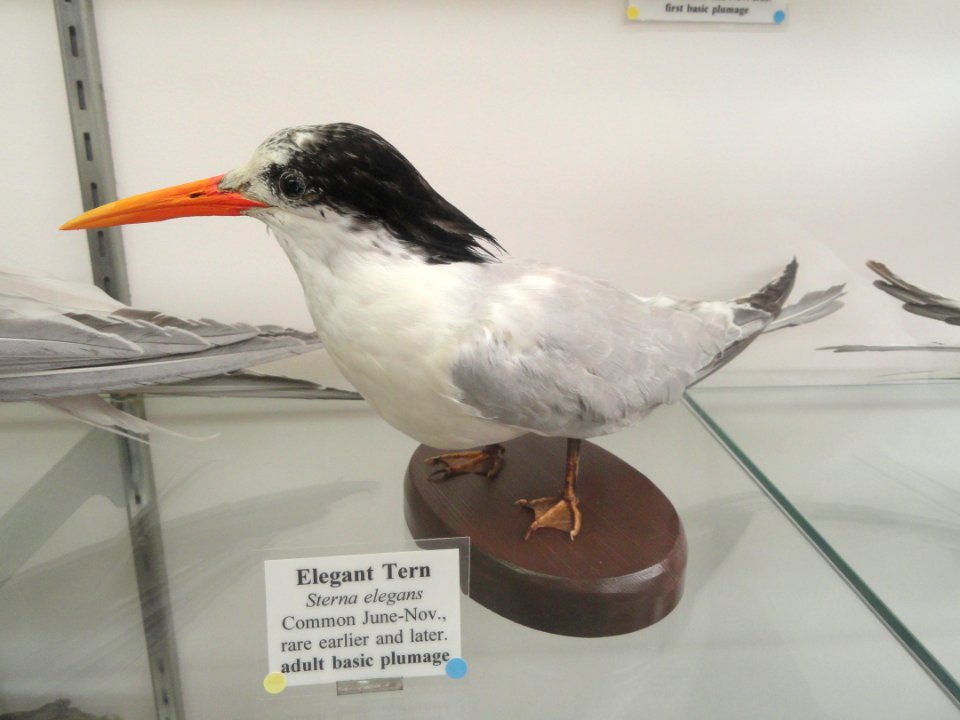 Thalasseus elegans, syn. Sterna elegans - Pacific Grove Museum of Natural History - DSC06744