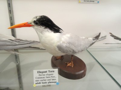 Thalasseus elegans, syn. Sterna elegans - Pacific Grove Museum of Natural History - DSC06744