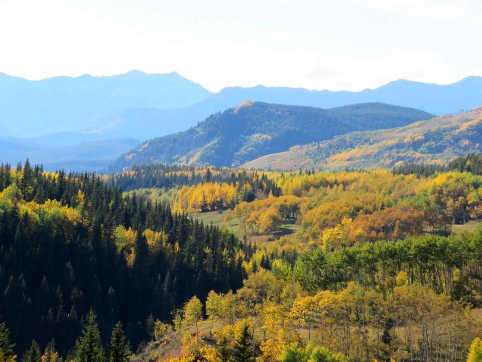 Nature landscape trees