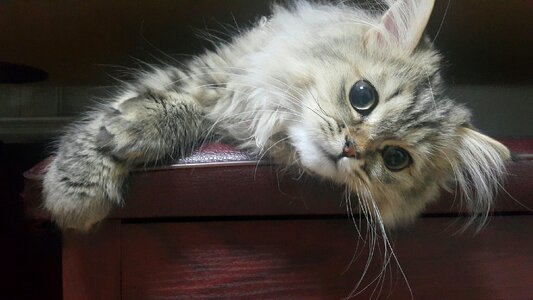 Cat animal persian photo