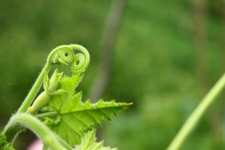 Hairy curly vegetable photo