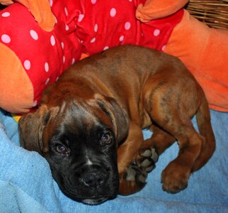 Puppy baby animal tired