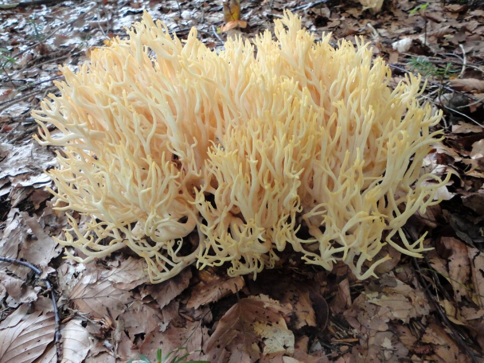 Autumn forest mushroom nature