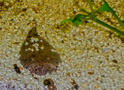 Thalassophryne amazonica - Peru-Krötenfisch (3)