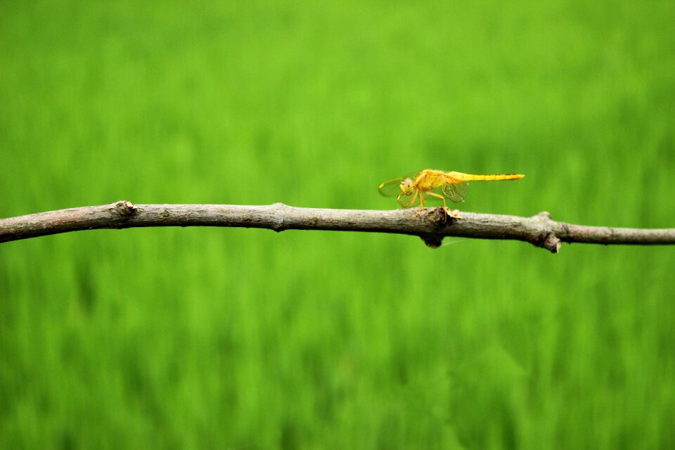 Yellow green henan xinyang mall