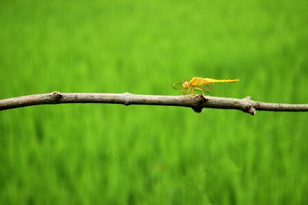 Yellow green henan xinyang mall