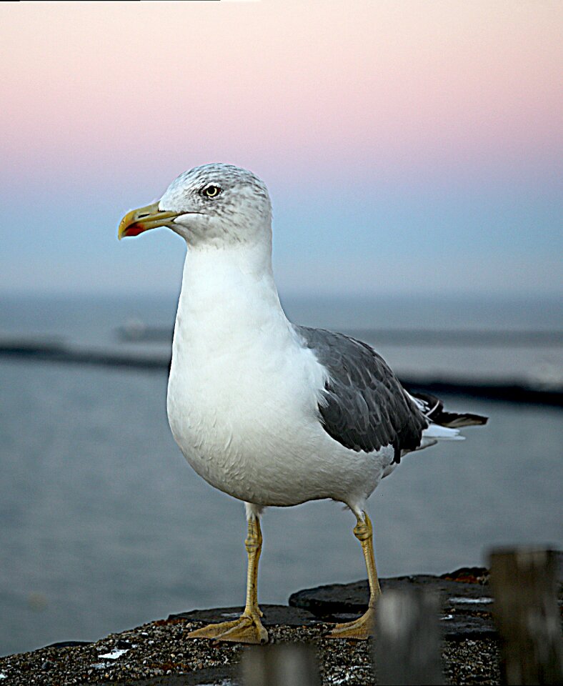 Sea feathers silver gull
